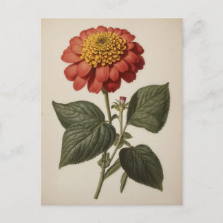 Postal Ilustración vintage de una zinnia