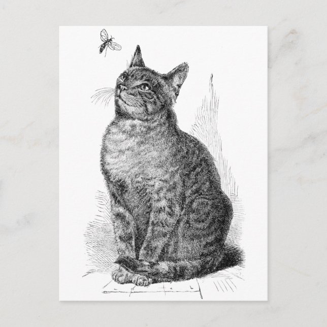 Postal Ilustracion vintage del gato mirando un insecto (Anverso)