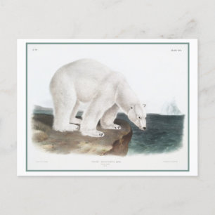 Postal Ilustracion vintage del oso polar