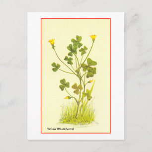Postal Ilustracion vintage del sorrel de madera amarilla