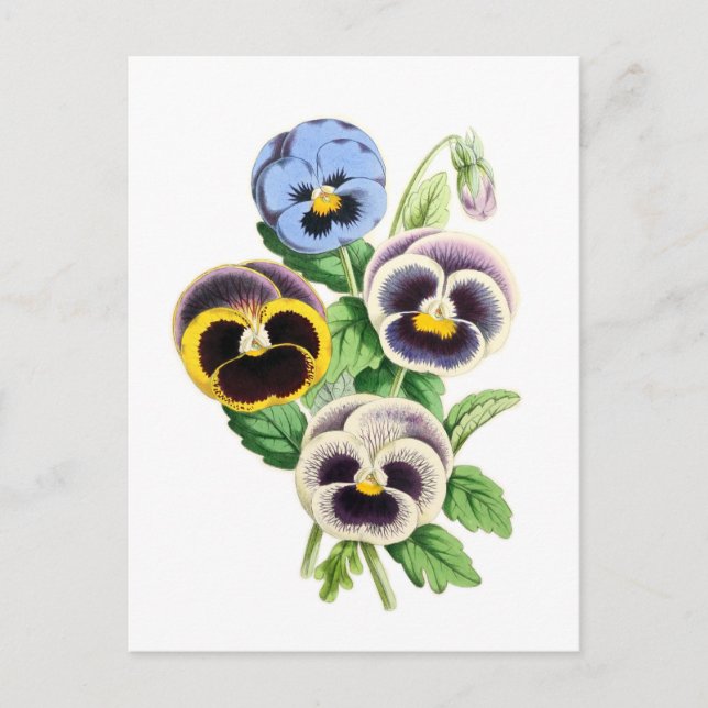 Postal Ilustracion Vintage Fancy Pansies (Anverso)