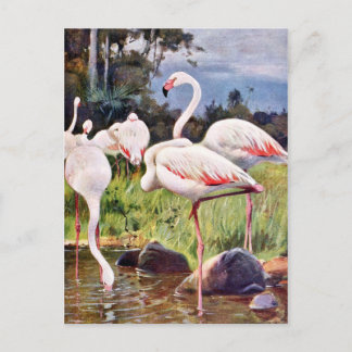 Postal Ilustracion Vintage Flamingos Rosa