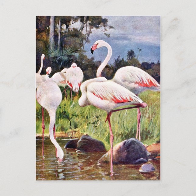 Postal Ilustracion Vintage Flamingos Rosa (Anverso)