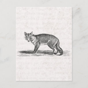 Postal Ilustracion Vintage Foxy Fox - Foxes de 1800