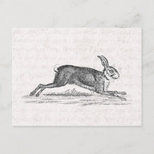 Postal Ilustracion Vintage Hare Bunny Rabbit 1800