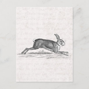 Postal Ilustracion Vintage Hare Bunny Rabbit de los años 