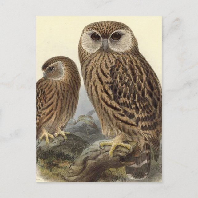 Postal Ilustracion Vintage Laughl Owl (Anverso)