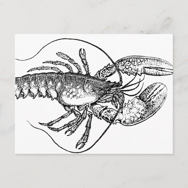 Postal Ilustracion Vintage Lobster (Anverso)