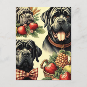 Postal Ilustracion Vintage Napolitano Mastiff