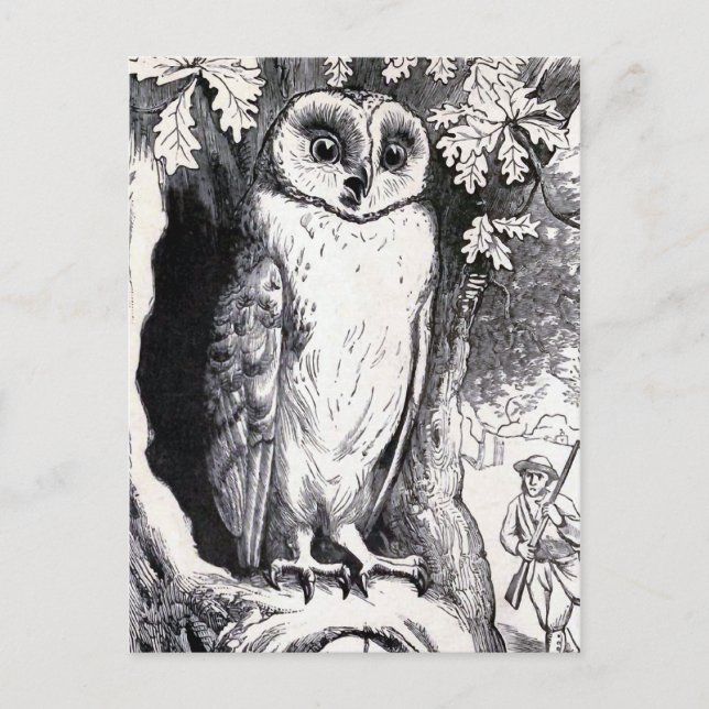 Postal ilustracion vintage "Owl" (Anverso)