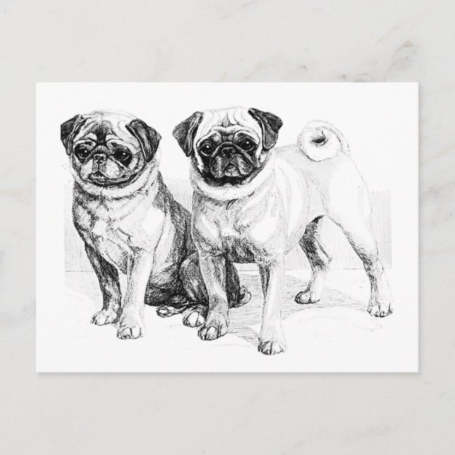 Postal Ilustracion Vintage Pug (Anverso)