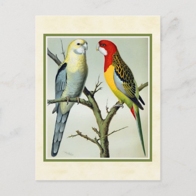 Postal Ilustracion Vintage Rosella Parakeets (Anverso)