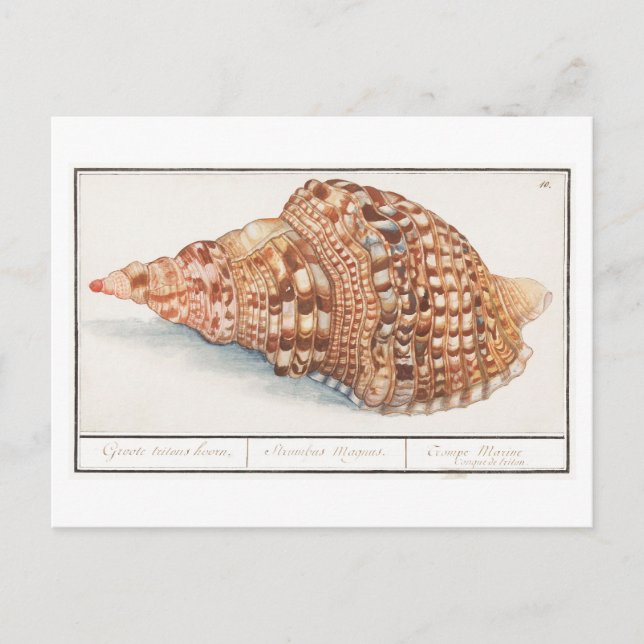 Postal Ilustracion Vintage Seashell (Anverso)