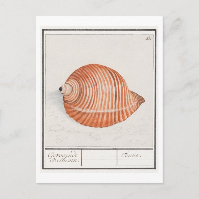 Postal Ilustracion Vintage Seashell (Anverso)