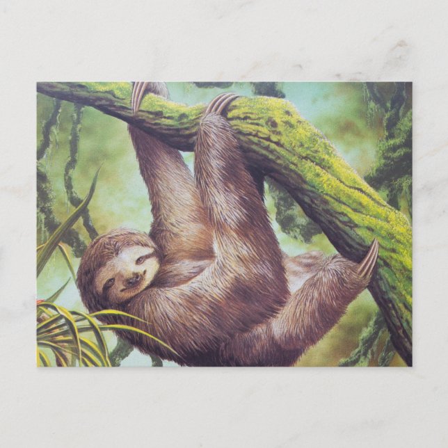 Postal Ilustracion Vintage Sloth (Anverso)