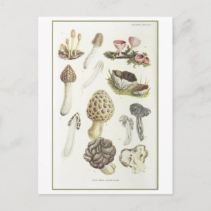 Postal Ilustracion Vintage Spring Mushrooms