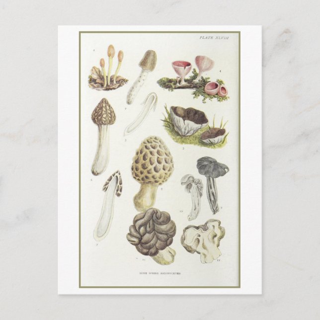 Postal Ilustracion Vintage Spring Mushrooms (Anverso)