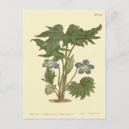 Postal Ilustración Violeta Azul Palmada
