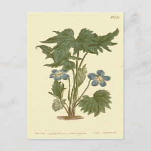 Postal Ilustración Violeta Azul Palmada