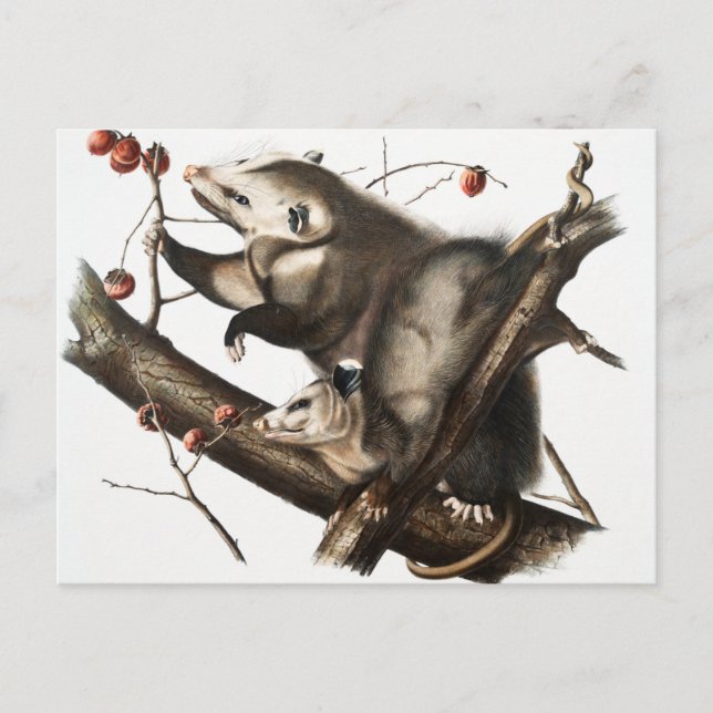 Postal Ilustracion Virginia Opossum Didelphis Virginia (Anverso)