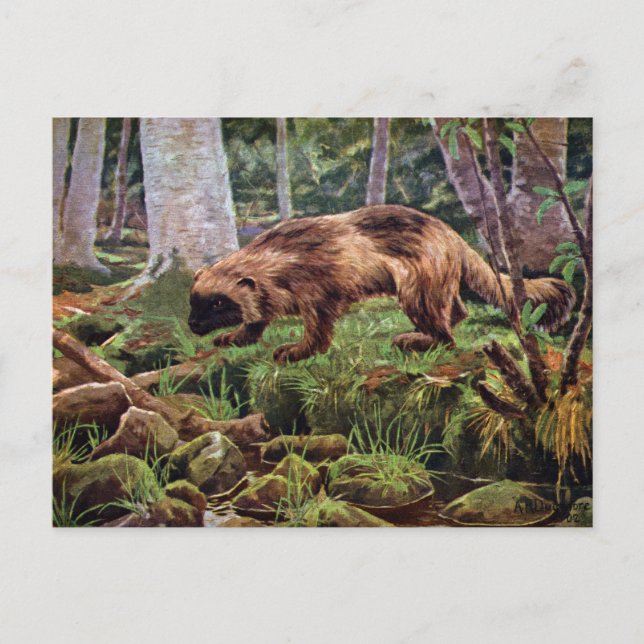 Postal Ilustracion Wolverine Vintage (Anverso)