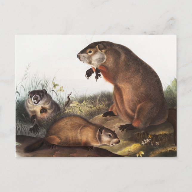 Postal Ilustracion Woodchuck (Arctomys monax) (Anverso)