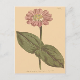 Postal Ilustracion Zinnia de color violeta