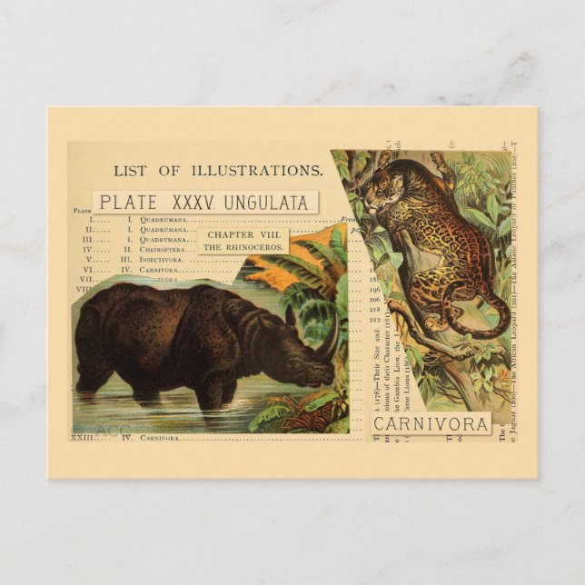 Postal Ilustraciones animales de Rhinoceros Jaguar (Anverso)