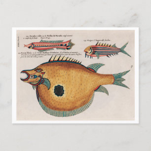 Postal Ilustraciones coloridos y surrealistas de peces