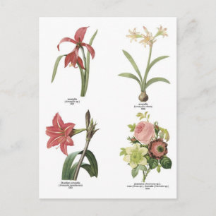 Postal Ilustraciones de flores botánicas