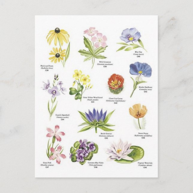 Postal Ilustraciones de flores botánicas (Anverso)