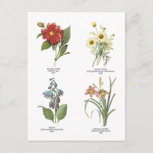 Postal Ilustraciones de flores botánicas