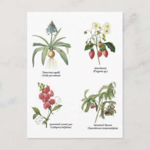 Postal Ilustraciones de flores botánicas