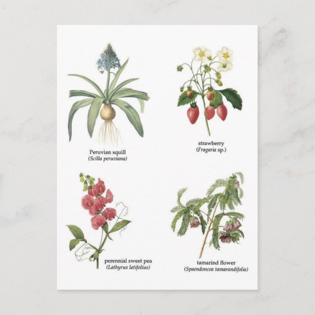 Postal Ilustraciones de flores botánicas (Anverso)