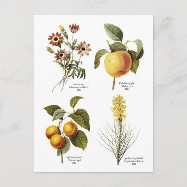 Postal Ilustraciones de flores botánicas (Anverso)