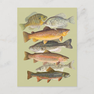 Postal Ilustraciones vintage de pescado de agua dulce
