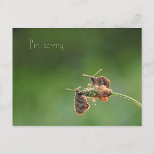Postal I'm Sorry