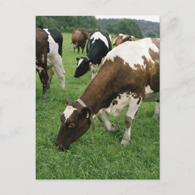 Postal ima28991 (Anverso)