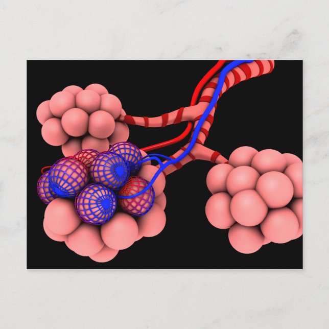 Postal Imagen Conceptual De Alveoli 2 (Anverso)