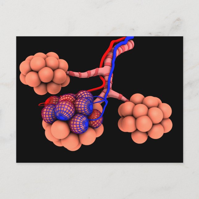 Postal Imagen Conceptual De Alveoli 3 (Anverso)