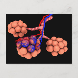 Postal Imagen Conceptual De Alveoli 3