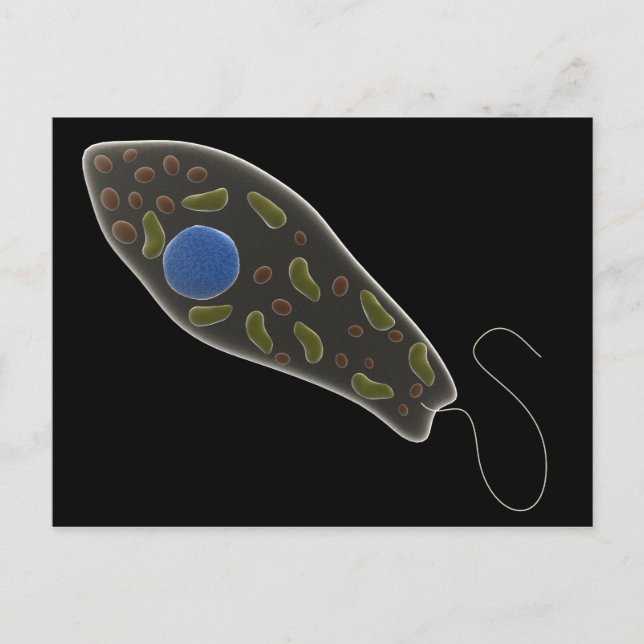 Postal Imagen Conceptual De Euglena 1 (Anverso)