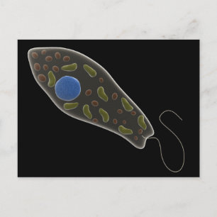 Postal Imagen Conceptual De Euglena 1