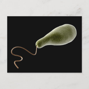 Postal Imagen Conceptual De Euglena 2