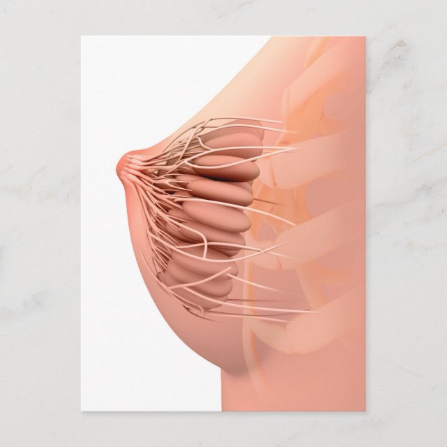 Postal Imagen Conceptual De La Anatomía Materna Femenina  (Anverso)