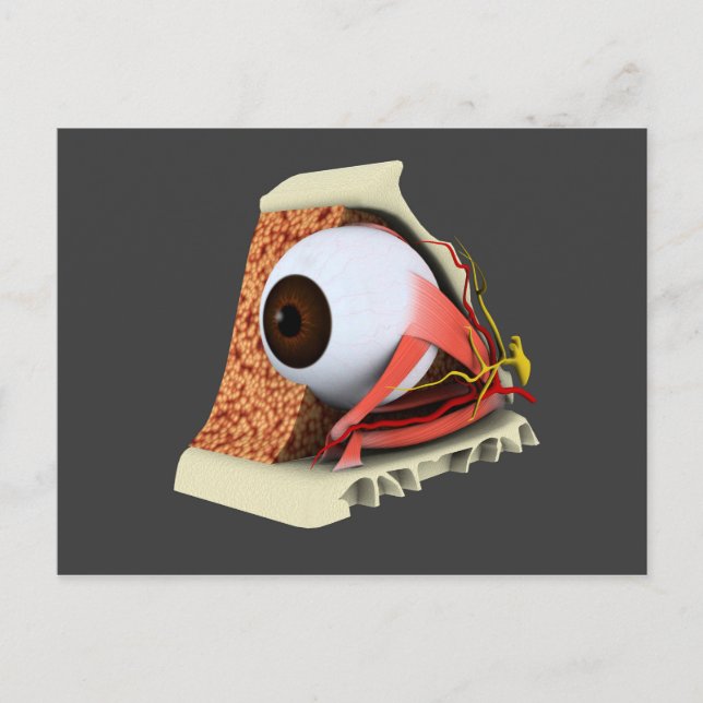 Postal Imagen Conceptual De La Anatomía Ocular Humana 1 (Anverso)
