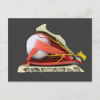 Imagen Conceptual De La Anatomía Ocular Humana 3