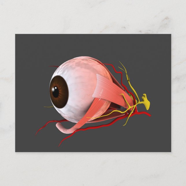 Postal Imagen Conceptual De La Anatomía Ocular Humana 5 (Anverso)