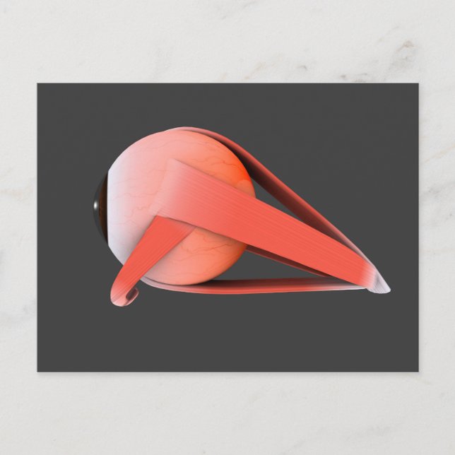 Postal Imagen Conceptual De La Anatomía Ocular Humana 7 (Anverso)