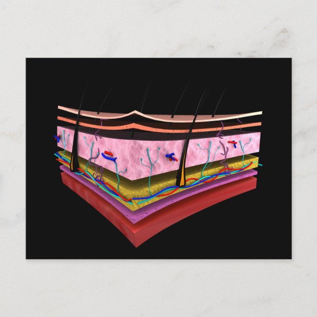 Postal Imagen Conceptual De Las Capas De Piel Humana 1 (Anverso)